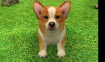 Nintendogs   Cats - Toy Poodle & New Friends (Cn) screen shot title